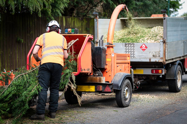 Best Tree Trimming and Pruning  in Maywood, CA